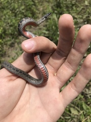 Clonophis kirtlandii