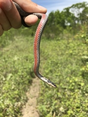 Clonophis kirtlandii