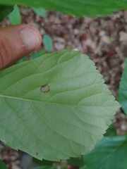 Asteromella clethrae