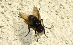 Hydrotaea chalcogaster