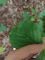 Asteromella clethrae