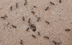 Dorymyrmex smithi
