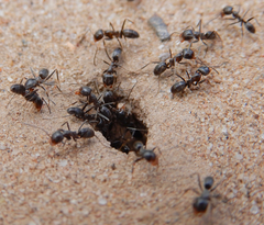 Dorymyrmex smithi