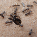 Smith's Pyramid Ant - Photo (c) ellen hildebrandt, some rights reserved (CC BY-NC), uploaded by ellen hildebrandt