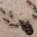 Smith’s Pyramid Ant - Photo (c) ellen hildebrandt, some rights reserved (CC BY-NC), uploaded by ellen hildebrandt