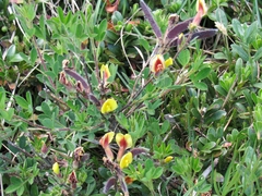 Chamaecytisus hirsutus