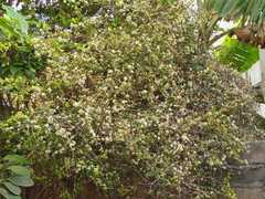Magnoliopsida