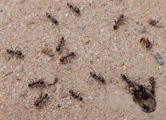 Dorymyrmex smithi