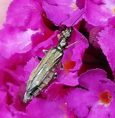 Oedemera barbara