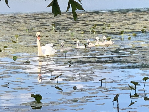 photo of Mute Swan (Cygnus olor)