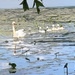 photo of Mute Swan (Cygnus olor)