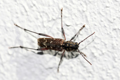 Xylotrechus rusticus