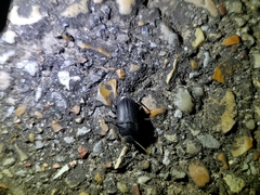 Asiopus minimus