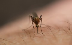 Aedes canadensis