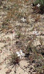 Cyanella alba alba