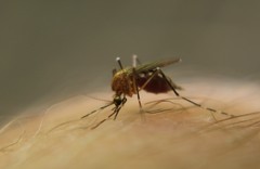 Aedes canadensis