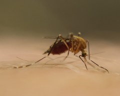 Aedes canadensis