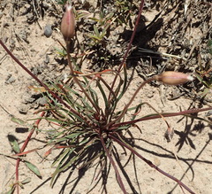 Cyanella alba alba