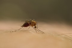 Aedes canadensis