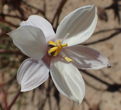 Cyanella alba alba