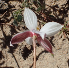Cyanella alba alba