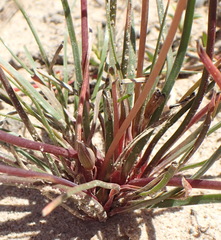 Cyanella alba alba