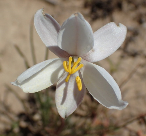 Lady's hand (Cyanella alba)
