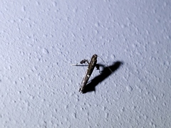 Caloptilia triadicae