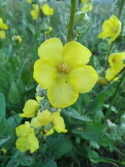 Verbascum undulatum