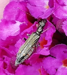 Oedemera barbara