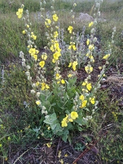 Verbascum undulatum