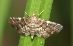 Anageshna