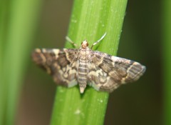 Anageshna