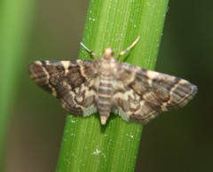 Anageshna