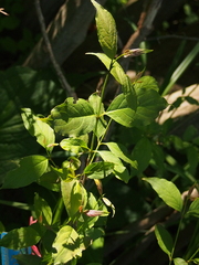 Vincetoxicum rossicum