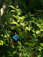 Vincetoxicum rossicum