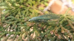 Chrysopa coloradensis