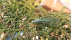 Chrysopa coloradensis