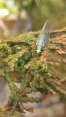 Chrysopa coloradensis