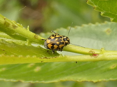 Pachybrachis sinuatus