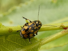 Pachybrachis sinuatus