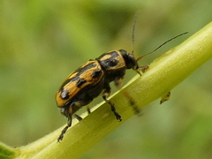 Pachybrachis sinuatus