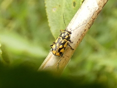 Pachybrachis sinuatus