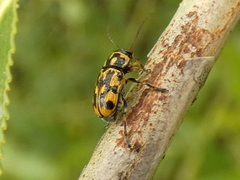 Pachybrachis sinuatus