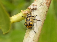 Pachybrachis sinuatus