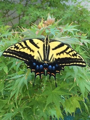 Papilio multicaudata