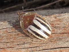 Agroiconota bivittata
