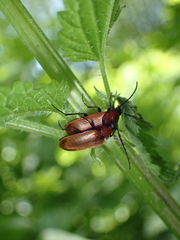 Pseudocistela ceramboides