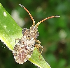 Centrocoris