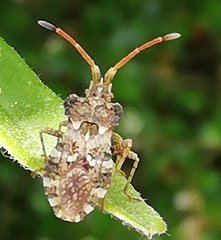 Centrocoris